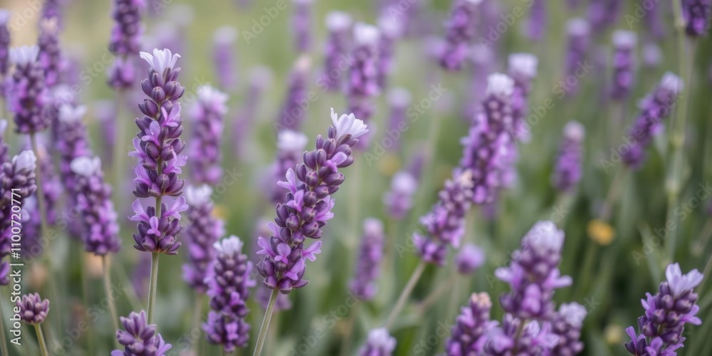 Close up of vibrant purple lavender flowers in full bloom in a field, lavender, botanical Close up of vibrant purple lavender flowers in full bloom in a field, lavender, botanical