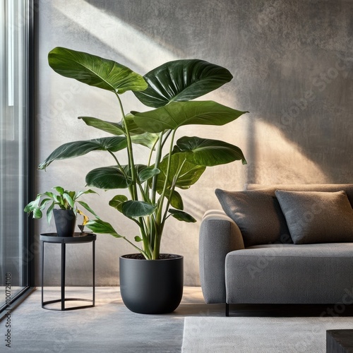 philodendron billietiae plant with stunning in a sleek, modern living --v 6.1 Job ID: 6d9b33d2-7f37-44ac-a396-4c5b7cc8cfa4 photo