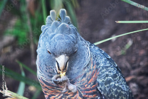 The male gang-gang parrot has a small, stocky cockatoo with a wispy grey crest, large, broad wings and a short tail.t photo