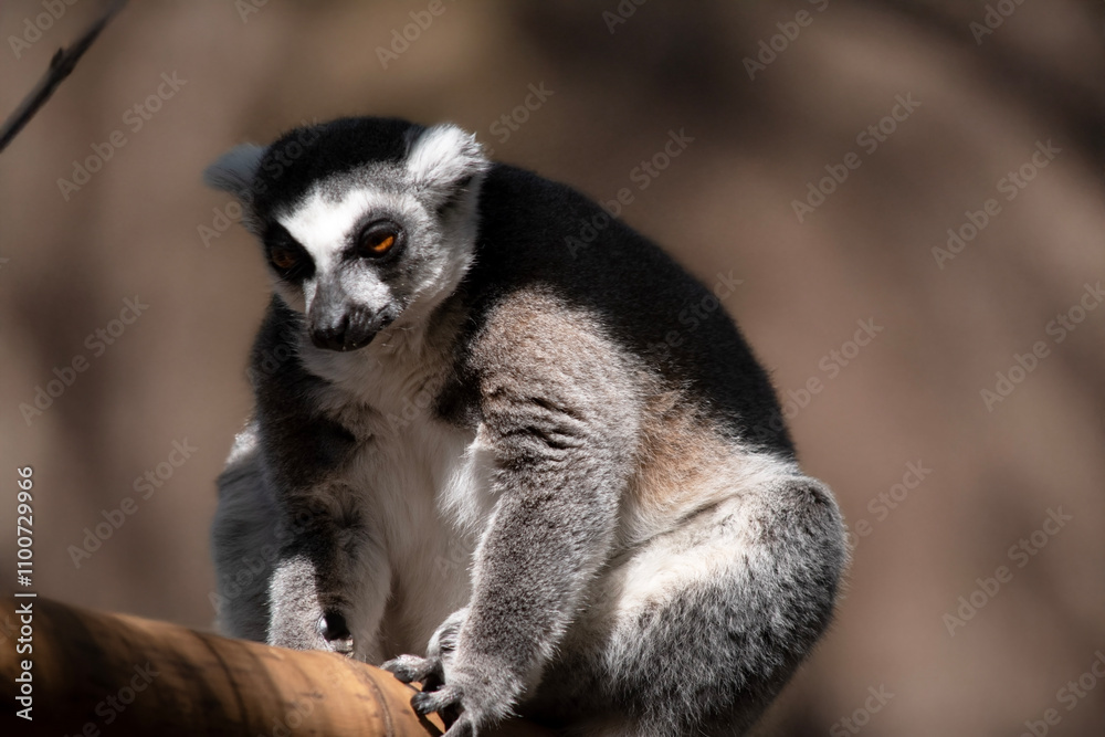 Fototapeta premium the ring tailed lemur is resting on a branch