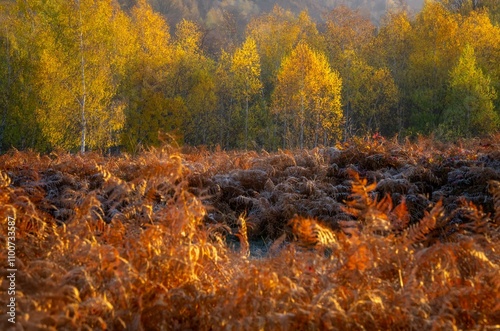 Autumn landscape with colorful trees and fern bushes in the sunlight. photo