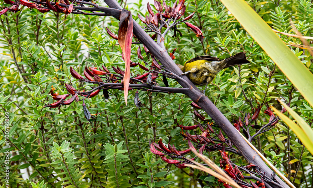 Bellbird on flax bush branch new zealand native bird species Bellbird on flax bush branch new zealand native bird species