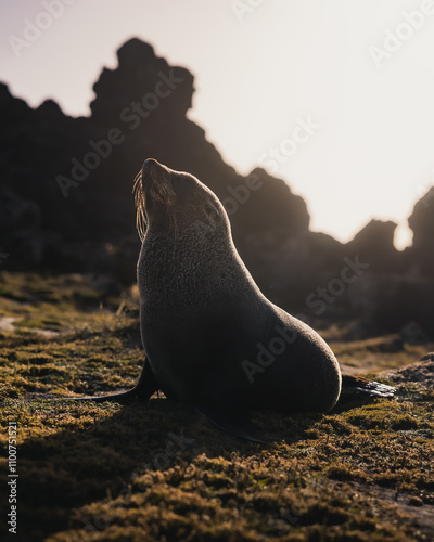 A wild seal basking in the warm evening sun