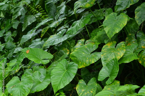Wallpaper Mural Cyrtosperma merkusii plant or green giant swamp taro leaves in wild forest. natural background Torontodigital.ca