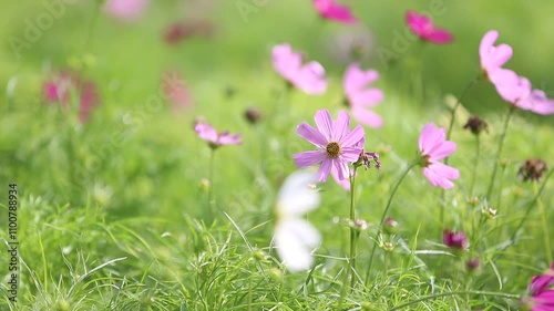 Cosmos flowers blooming in the garden with green grass background.
