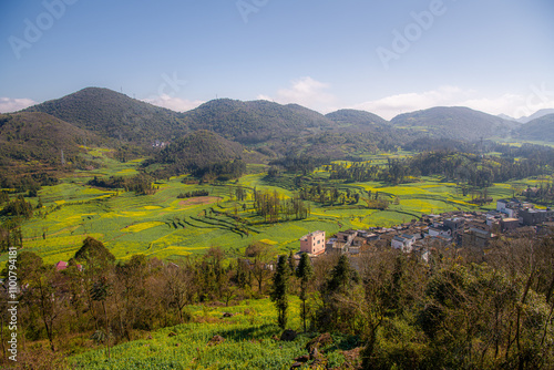 Yellow and green rapeseed flower field in Luoping, China photo