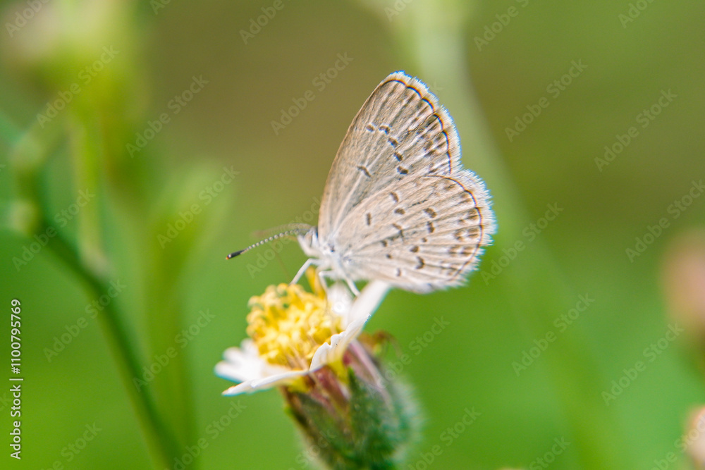 Beautiful little butterfly with brown wings on leaves and flowers Beautiful little butterfly with brown wings on leaves and flowers
