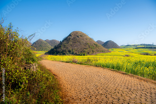 The pavement road going through the canola blossoming fields around Luoping, Yunnan, China photo