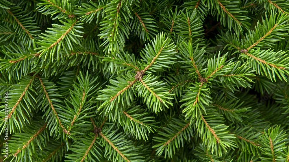 Close-up of vibrant green fir tree branches with sharp needles. Close-up of vibrant green fir tree branches with sharp needles.
