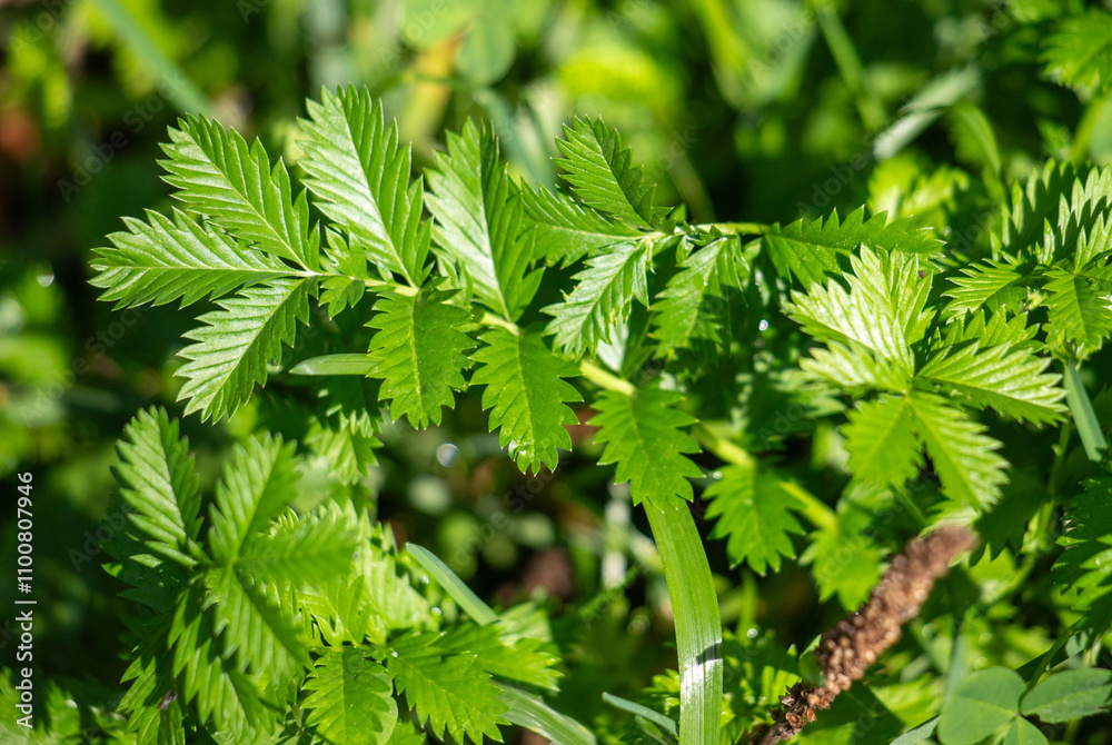 A leafy green plant with many small leaves A leafy green plant with many small leaves