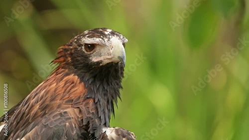 The wedge-tailed eagle is the largest bird of prey in the continent of Australia. 