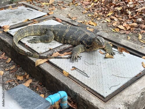 Wild monitor lizard in Thammasat University Rangsit, Phathumthani, Thailand photo