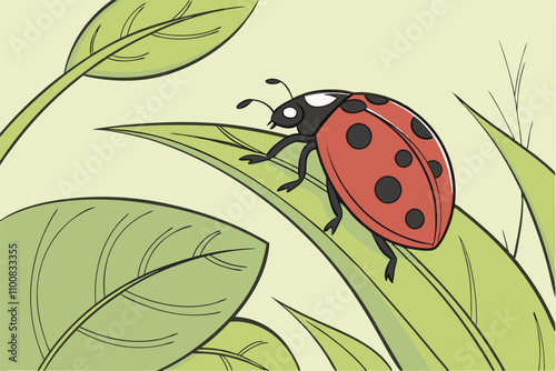 Ladybug Or Ladybird C