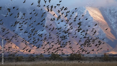 Blackbirds flying against snow capped mountains in Utah during sunset.