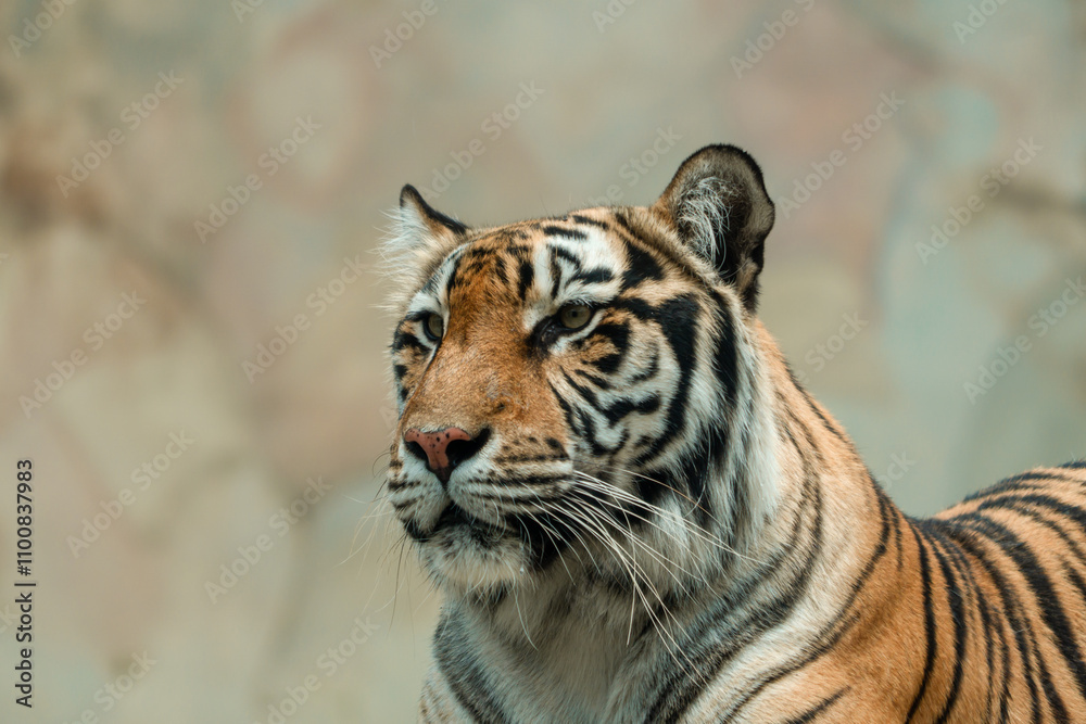 Fototapeta premium A Sumatran tiger resting peacefully at the zoo, showing its beautiful orange coat and black stripes. The majestic predator enjoys a moment of calm in its natural habitat