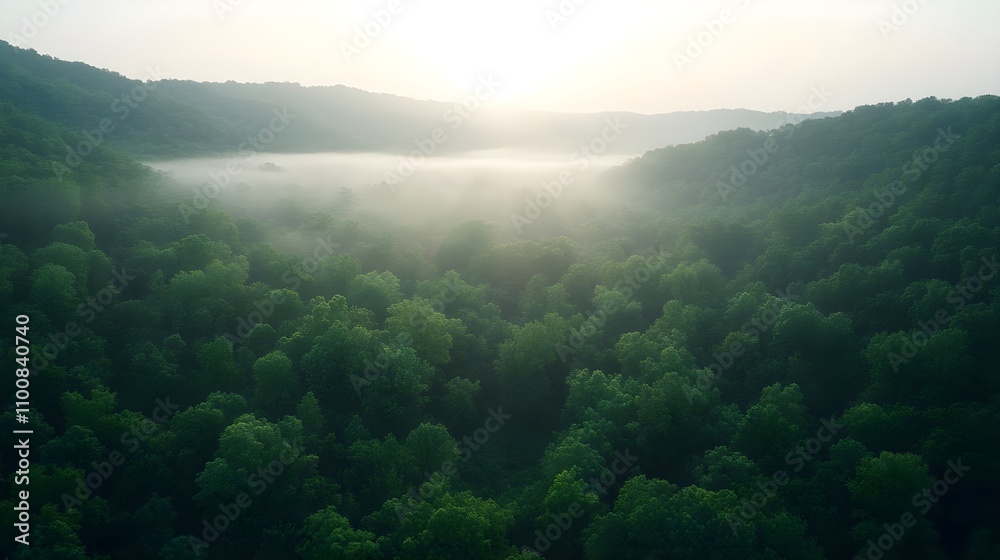 Obraz premium Misty Mountain Forest Sunrise