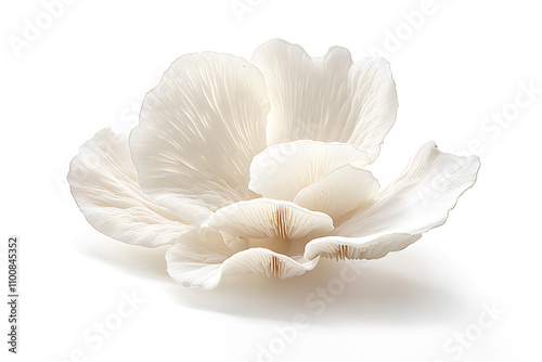 Delicate white fungus mushroom with fine gills and natural textures, isolated on clean white background. Emphasizing its beauty and intricate structure. Related to nature, fungi, botanical studies. photo