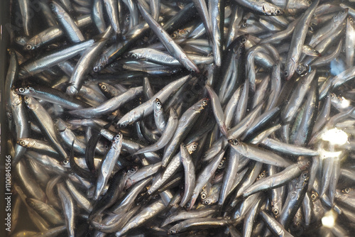 Fresh Anchovies, Perfectly Chilled in Ice for Sale in the Seafood Market and Beyond