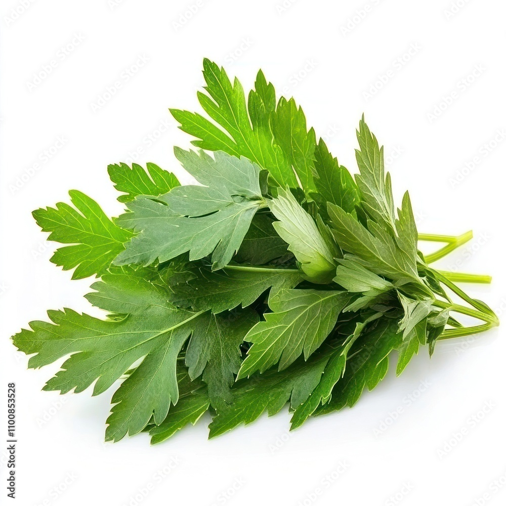 Fototapeta premium Fresh Green Parsley Sprigs Isolated On White Background