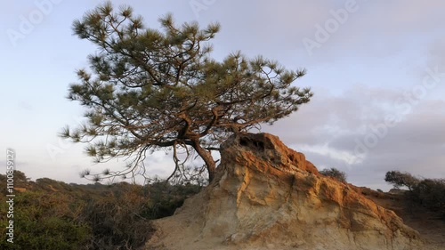 Close up video of a weathered and wind blown pine tree at Torrey Pines State Natural Preserve, California