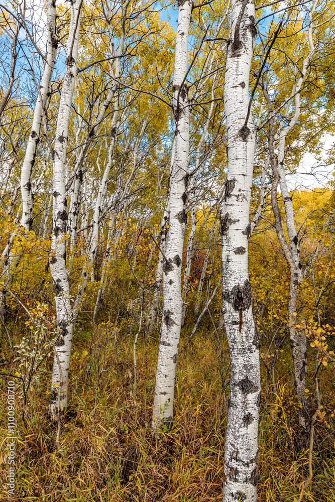 Obraz premium A forest of birch trees with yellow leaves