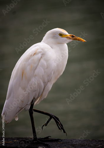 Great Egrets on Beira Lake Sri Lanka 