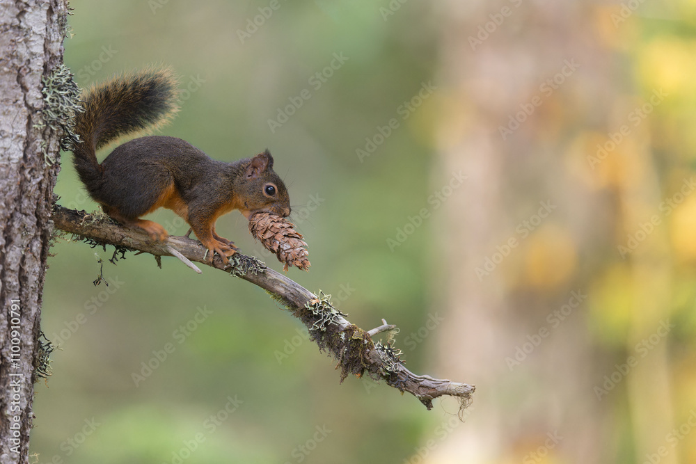 Obraz premium Douglas squirrel with pine cone