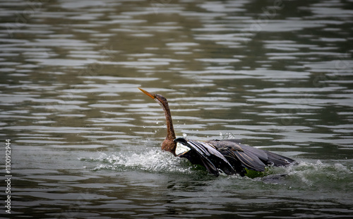 great cormorant on Water