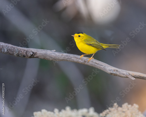 Wilson's warbler, warbler, perched, cute bird, cute, yellow bird, Elvis hair, 