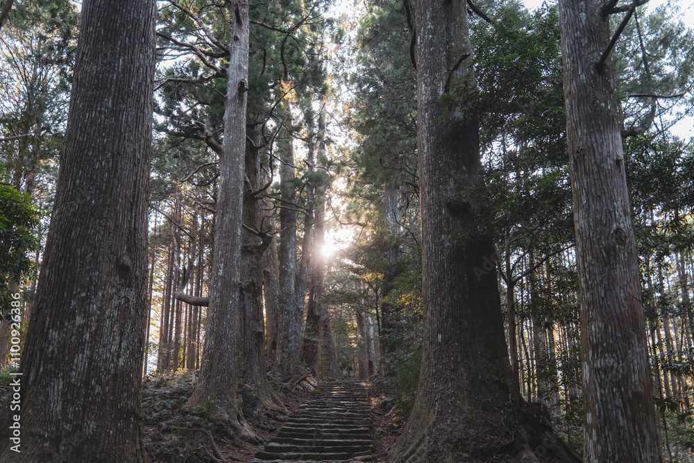 Obraz premium 神秘的な熊野古道の木々