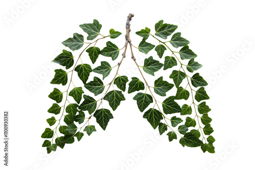 Branches and leaves creatively shaped as lungs, complete with a woody stem, symbolizing the connection between plants and respiratory health, isolated on a transparent background photo