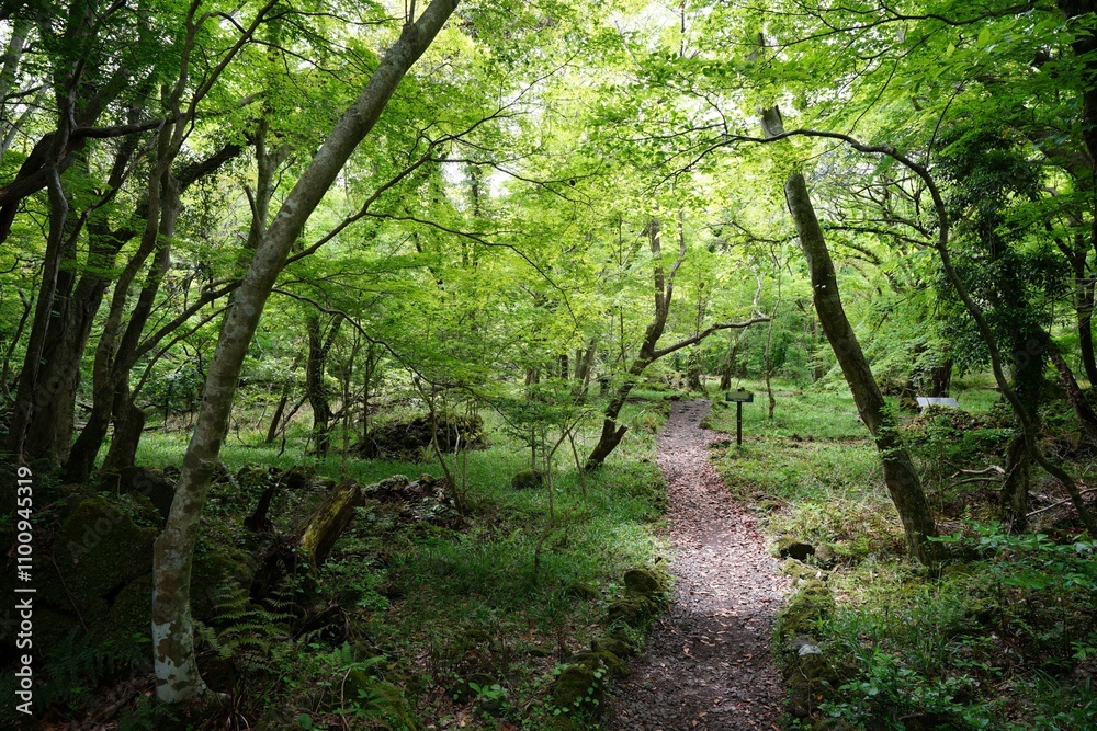 Obraz premium refreshing spring forest and fine path