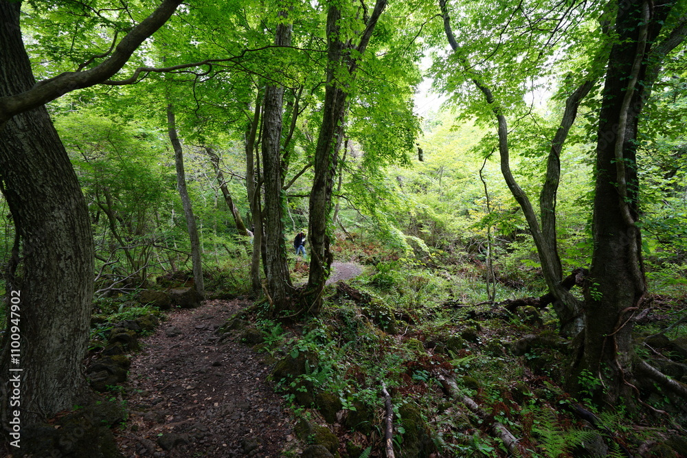 Fototapeta premium spring path through old wild forest