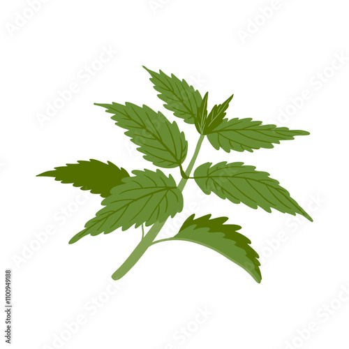 nettle, Urtica dioica, vector drawing wild plant at white background, floral element, medicinal herb, hand drawn botanical illustration