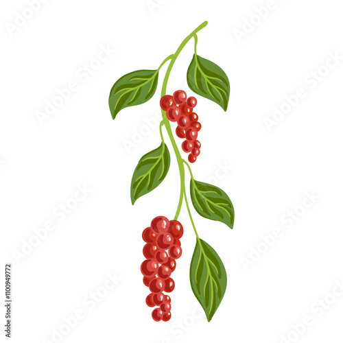 magnolia-vine, five-flavor fruit, Schisandra chinensis, vector drawing wild plant with berries at white background, floral element, medicinal herb, hand drawn botanical illustration photo