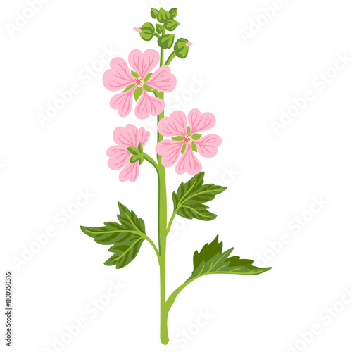 marsh mallow, garden flower, Althaea officinalis, vector drawing flowering plants at white background, medicinal herb, hand drawn botanical illustration