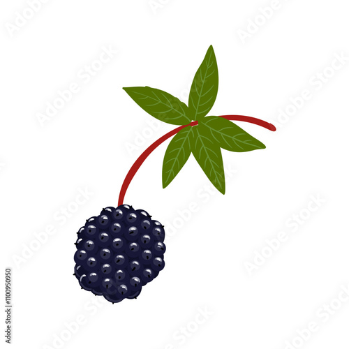 Eleuthero or Siberian ginseng,devil's bush, taiga root, vector drawing wild plant with black berries at white background, floral element, medicinal herb, hand drawn botanical illustration