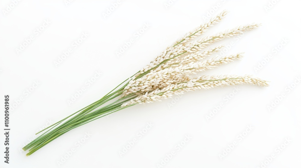 Paddy rice or ear of paddy Over white Studio Background. Free Space. Paddy rice or ear of paddy Over white Studio Background. Free Space.