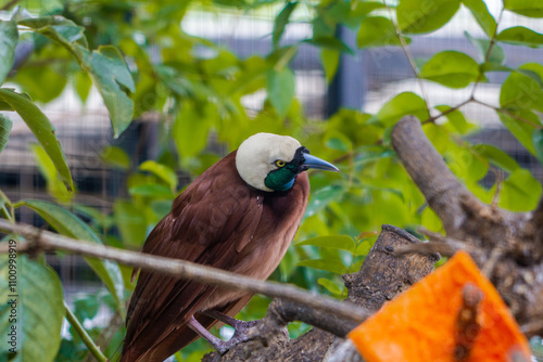 A Paradisaea Apoda, also known as the Lesser Bird of Paradise, in a cage at the zoo. The bird showcases its vibrant plumage, adding a touch of beauty to its zoo habitat photo