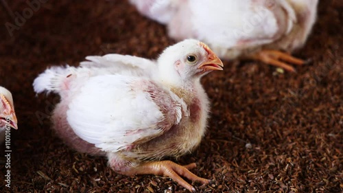 Group of healthy broiler chicken in poultry - India. 4K resolution video