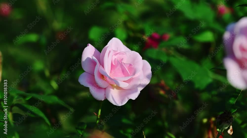 Delicate pink roses buds on a flowering shrub in spring, summer garden. Pastel pink fragrant rose blooms, Delicate pink roses buds on a flowering shrub in spring, summer garden. Pastel pink fragrant rose blooms,