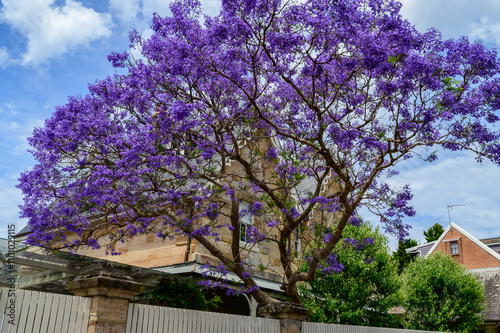 Photography The photo was taken on the streets of Sydney, featuring blooming jacarandas