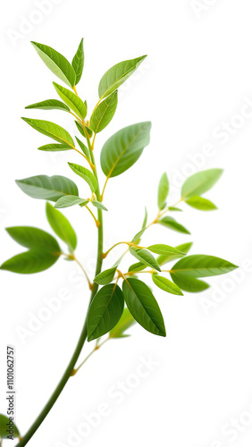 jojoba plant isolated on white background with seeds, desert plant, jojoba plant, foliage, macro photography, close-up