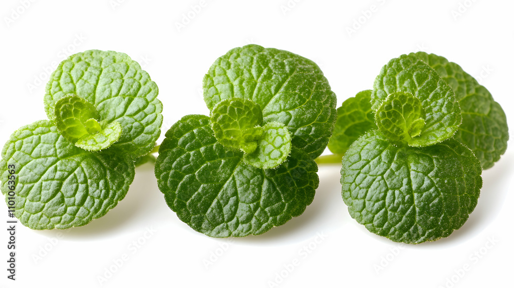 Fototapeta premium Close-up View of Three Lush Green Mint Leaves Isolated on White Background