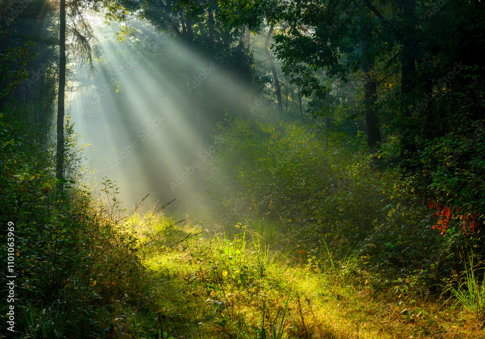 Fototapeta premium Beautiful sunny morning in green forest