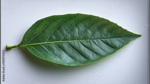 Green mango leaf isolated on a clean white background showcasing its texture and vibrant color for natural and botanical themes photo