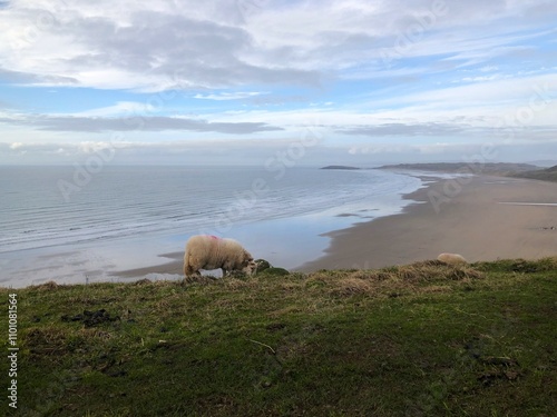 sheep on the beach