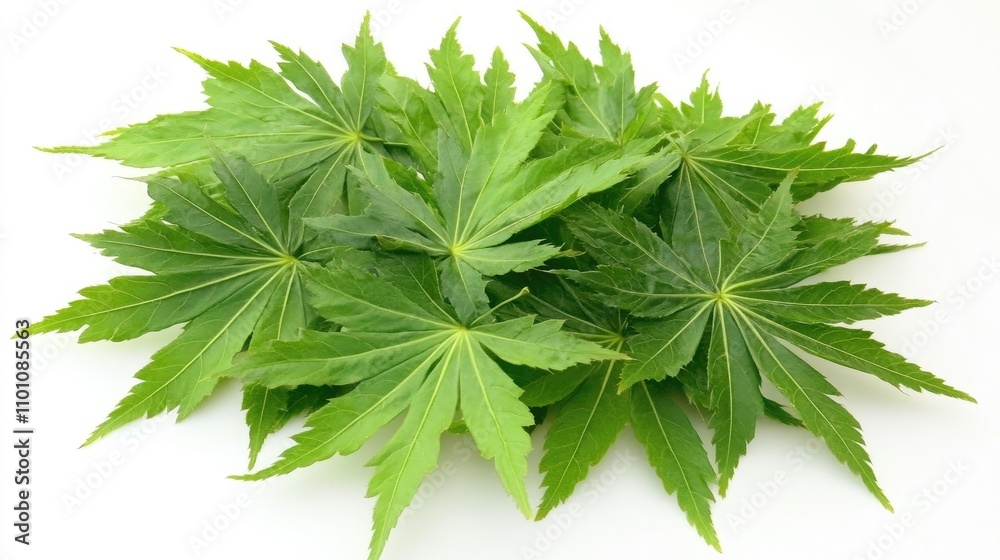 Lush green maple leaves arranged artistically on a crisp white background showcasing their intricate shapes and vibrant color. Lush green maple leaves arranged artistically on a crisp white background showcasing their intricate shapes and vibrant color.