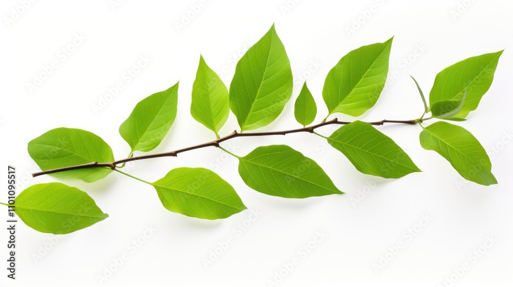 Fototapeta premium Fresh green tree leaves on a branch isolated against a clean white background symbolizing nature and growth.