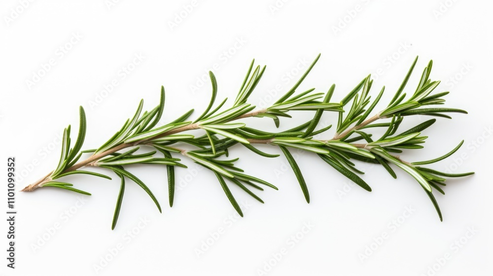 Obraz premium Fresh rosemary sprig isolated on a clean white background for culinary and herbal design purposes